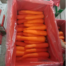 China new season fresh carrot S/M, 80-200g red carrot export